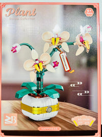 Phalaenopsis-Orchidee