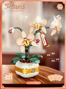 Phalaenopsis-Orchidee