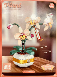 Phalaenopsis-Orchidee