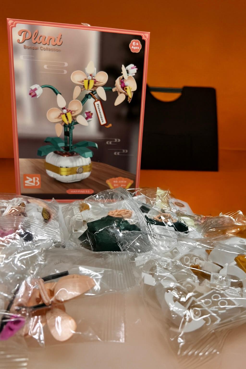 Phalaenopsis-Orchidee